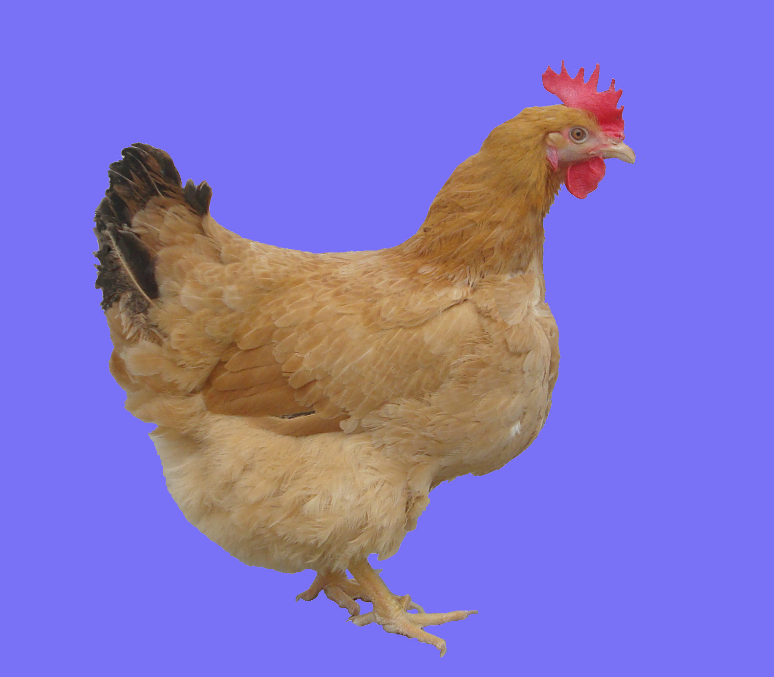 ĸ¼¦.jpg